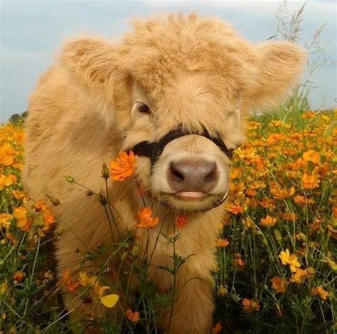 cute cows with flowers